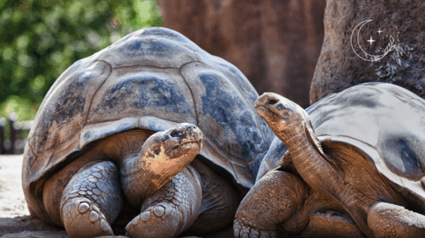 pacote de viagem para galápagos