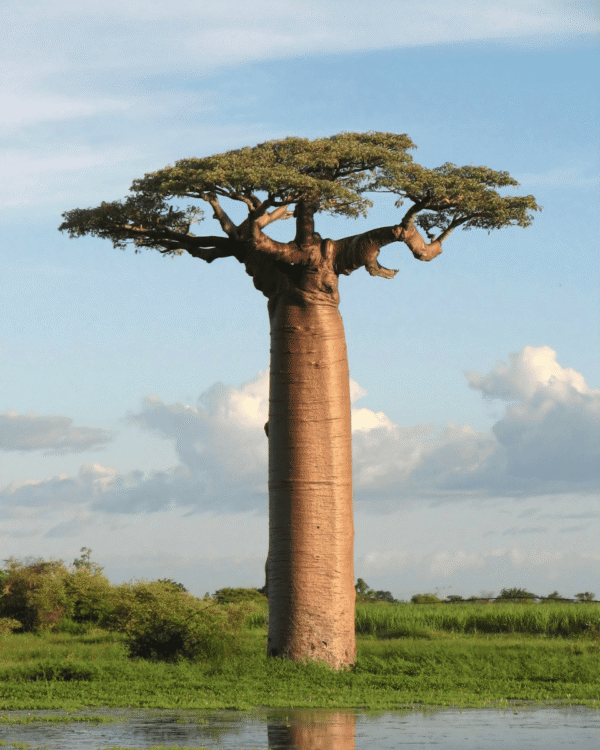África do Sul