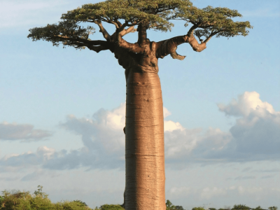 África do Sul