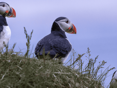 Cópia de Fotos Site - Islândia (10)
