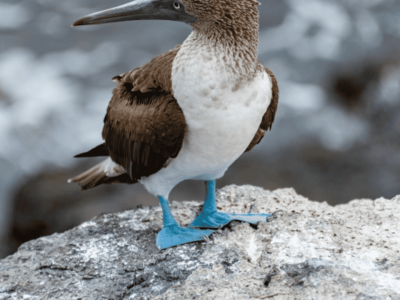 Réveillon Equador e Galápagos (10)