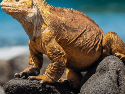 Réveillon Equador e Galápagos (13)