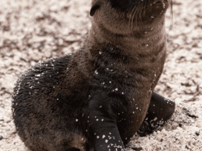 Réveillon Equador e Galápagos (7)