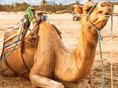 Tunisia (8)